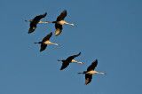 Sandhill Cranes