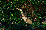 American Bittern