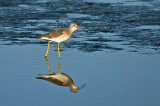 Stilt Sandpiper