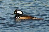 Male (and wet) Hooded Merganser