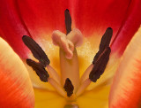 Tulip