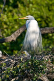 Great White Egret and Chick