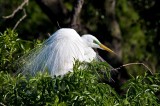 Great White Egret