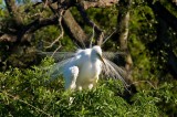 Great White Egret