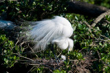 Great White Egret and Chick