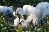 Great White Egret and Chicks