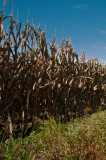 Corn Field on the Eastern Shore