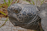 Florida Gopher Tortoise