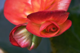 Begonia