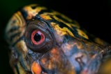 Box Turtle Making Eye Contact