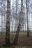 raccontare Auschwitz - Birkenau 17