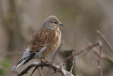 Linnets are fairly common, but rather wary birds.