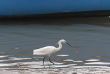 Kleine Zilverreiger