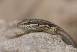 Muurhagedis