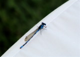 Mxicos blue dragonfly