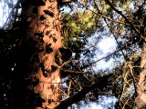 Pine trees bark