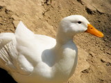 Beautiful unspoted white duck