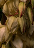 Yucca 3