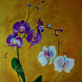 Phalaenopsis II