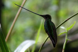 Sword-billed Hummingbird