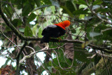 Andean Cock-of-the-rock