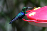 Green-crowned Woodnymph