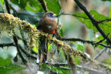 Masked Trogon