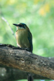 Blue-crowned Motmot