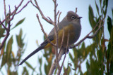 Gray Silky-flycatcher