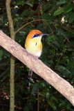 Rufous-crowned Motmot