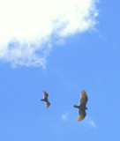 Turkey Vultures at Cumberland Farm fields 02