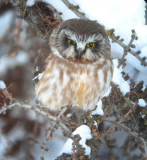 Saw-whet Owl