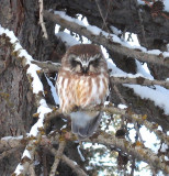 Saw-whet Owl