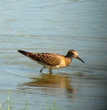 Jacobson Pond Pectoral SP 1135.jpg