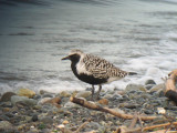 Black-belllied Plover2--Pt No Pt.bmp