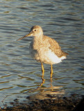 Greater Legs     Jacobson     Sep 27 08.jpg