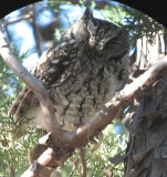 Whiskered Screech Owl222--Madera Cyn 2-25-08.jpg