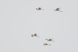 Great Egret (Grote Zilverreiger)