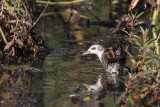 Little Crake (Klein Waterhoen)