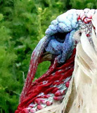 turkey-s-eye.jpg