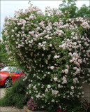 Climbing Cecile Brunner- so many blooms