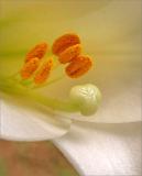 A gentle shot - Lily stamens and anther