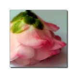 Camellia bud - Dr. Tinsley
