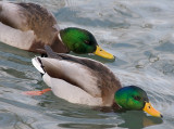 Mallards (m)