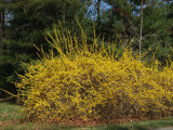 ForsythiaWild-3019