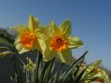 DafOngTrumpet.6369Orig