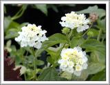 Lantana.6941