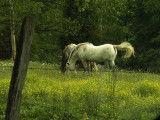 HorsesFeeding-9814