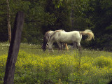 HorsesFlip-.9814
