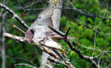 DSC_8708.JPGCR.jpg
